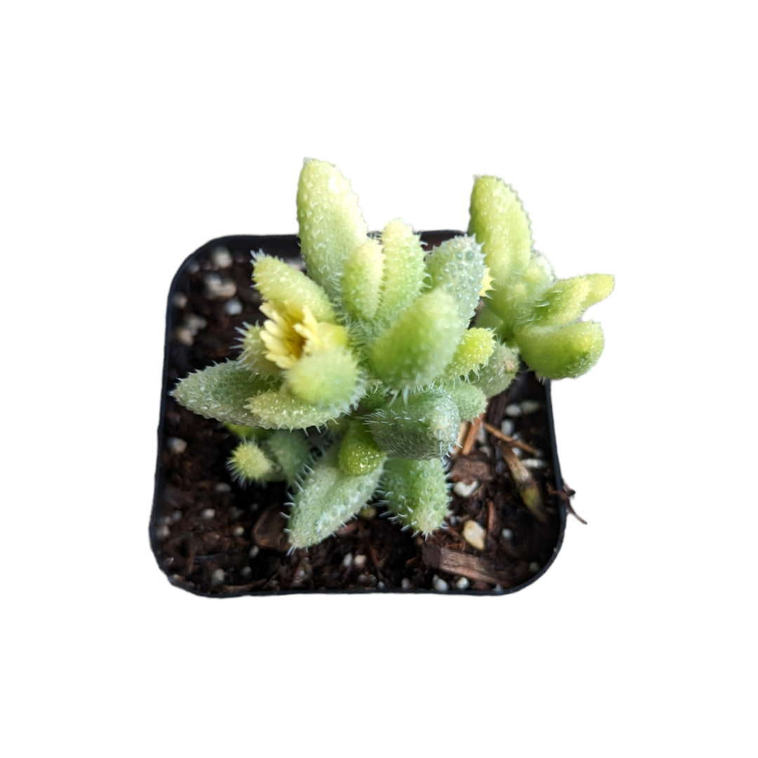 Delosperma echinatum - Pickle Plant Variegata