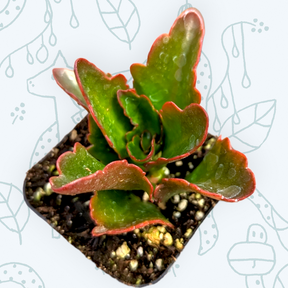 Kalanchoe blossfeldian Flaming Katy
