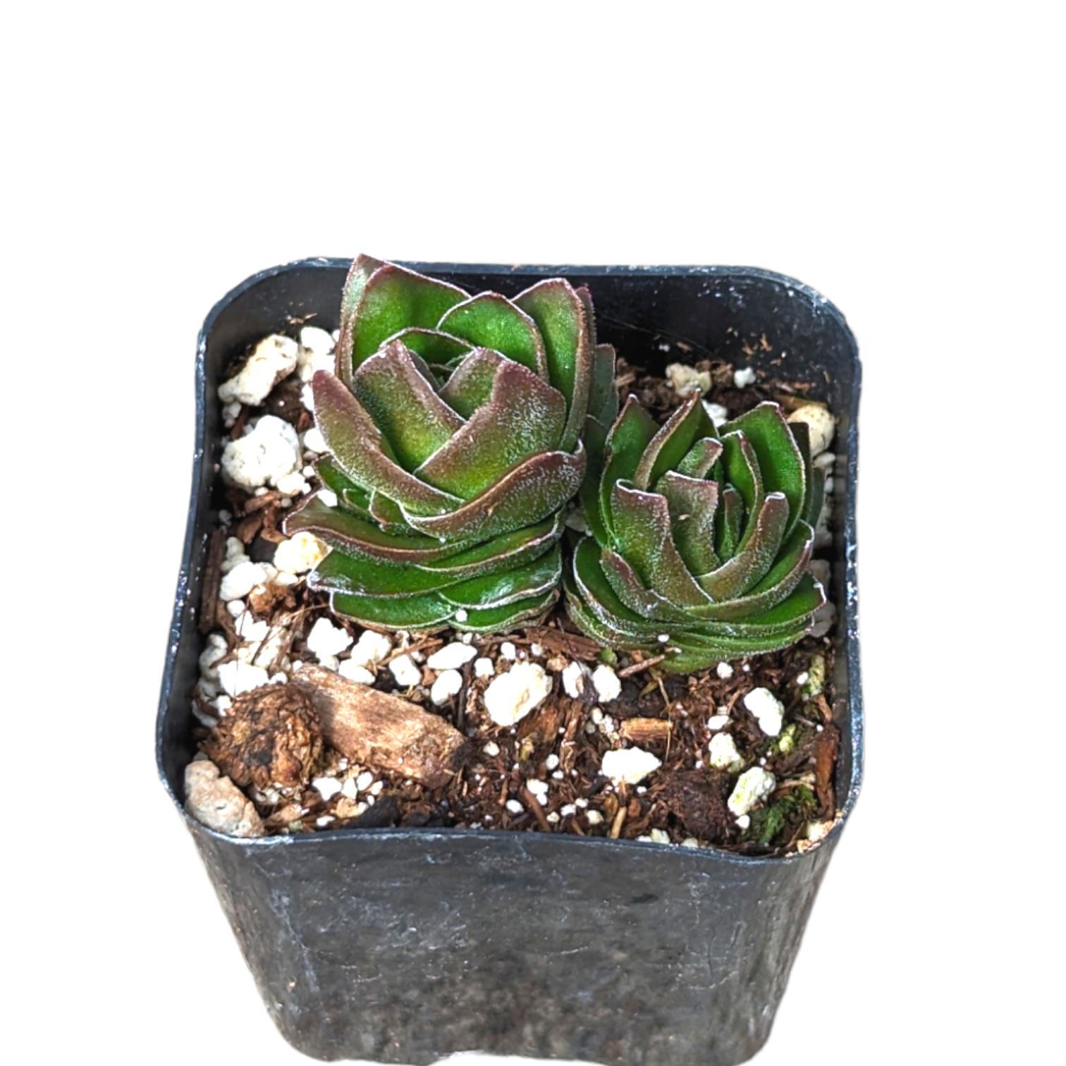 buddha temple succulent for sale Crassula 'Buddha's Temple' 2 Inch #A