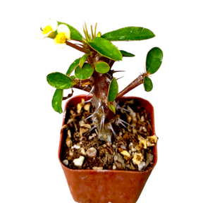 Crown of Thorns - Euphorbia milii