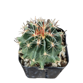 Ferocactus wislizeni ssp. herrerae - Twisted Barrel Cactus
