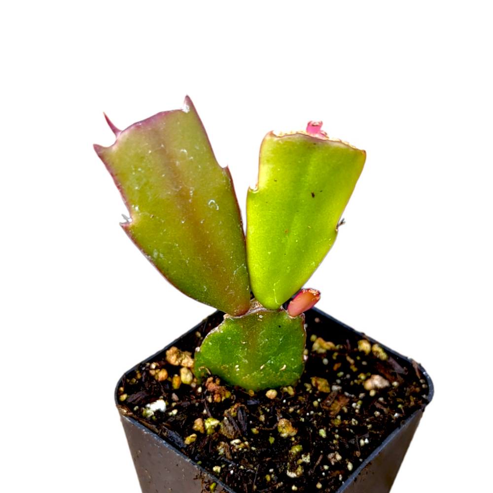 Christmas Cactus (Schlumbergera truncata) 8 Schlumbergera truncata Thanksgiving Cactus