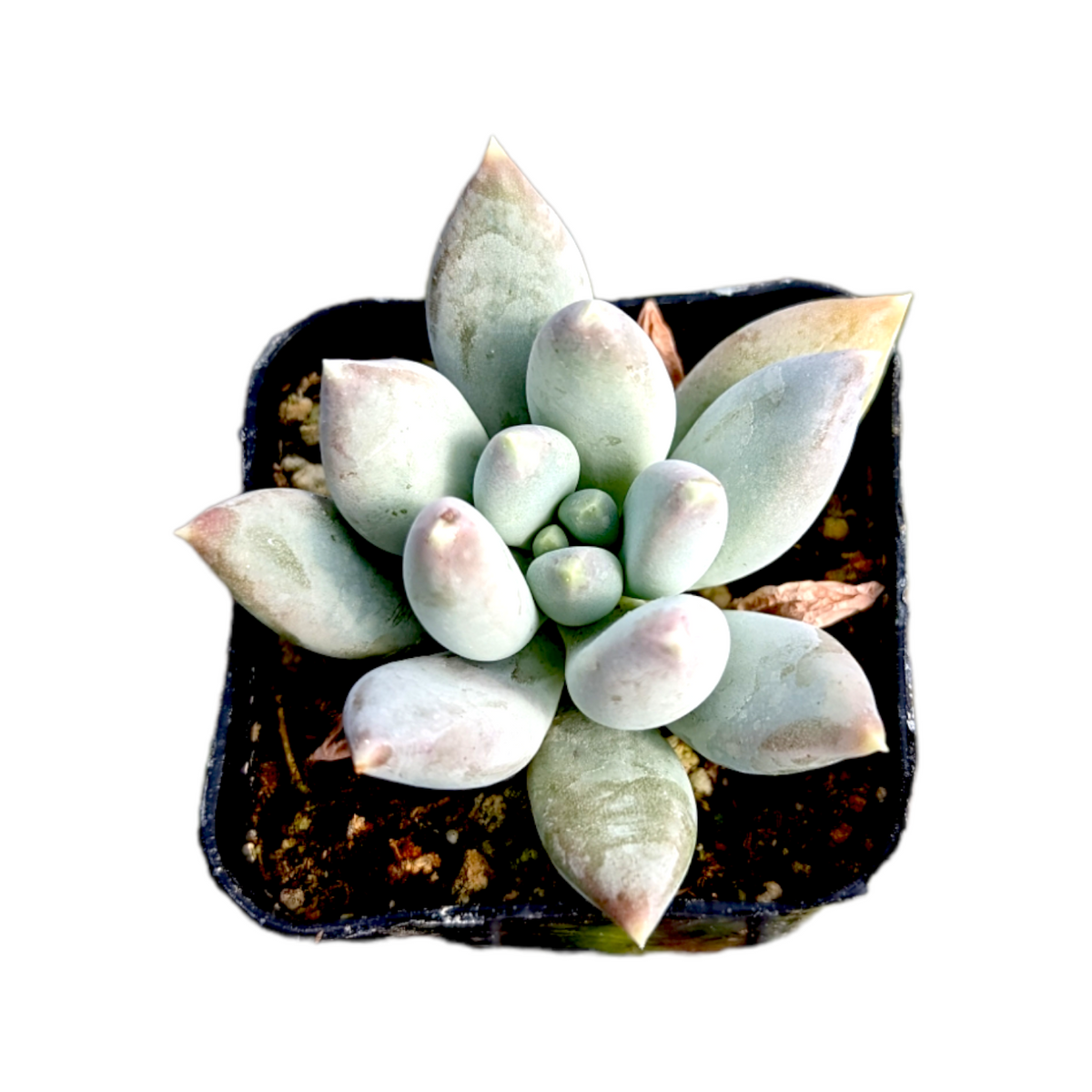 Pachyveria 'Glauca'