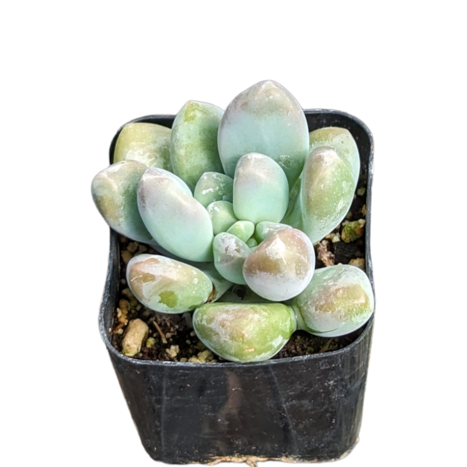 jeweled crown succulent Pachyveria 'Clavifolia' Jeweled Crown