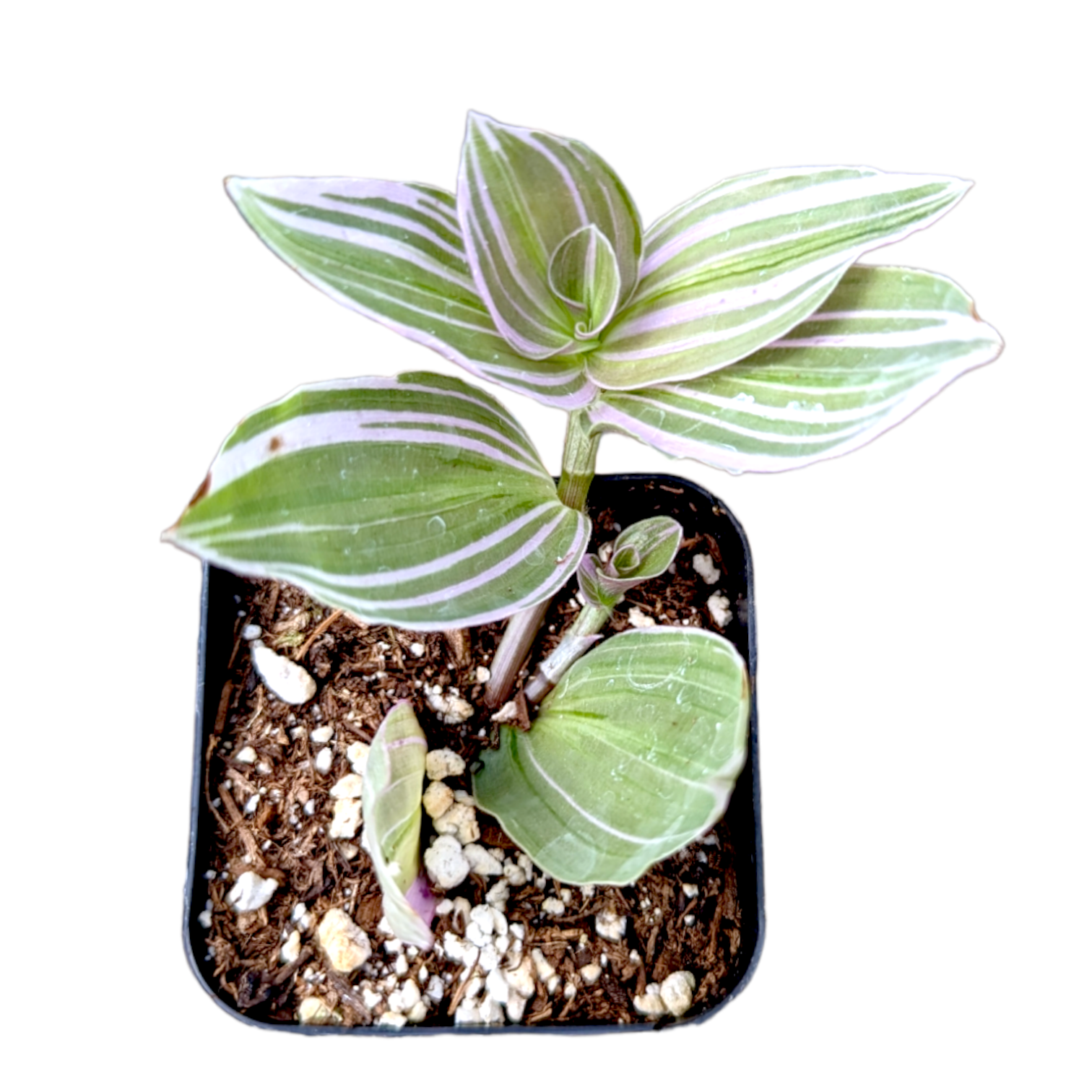 variegated lavender plant Tradescantia fluminensis 'Lavender' Variegata Wandering Dude 2 Inch