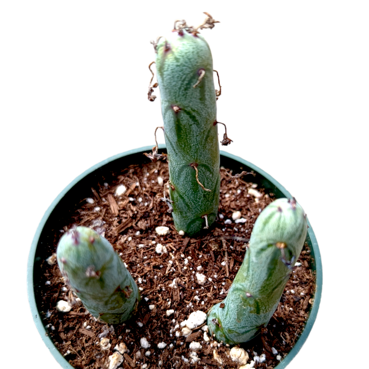 Senecio articulatus Candle Plant