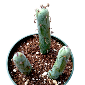 candle succulent plant Senecio articulatus Candle Plant 2 Inch