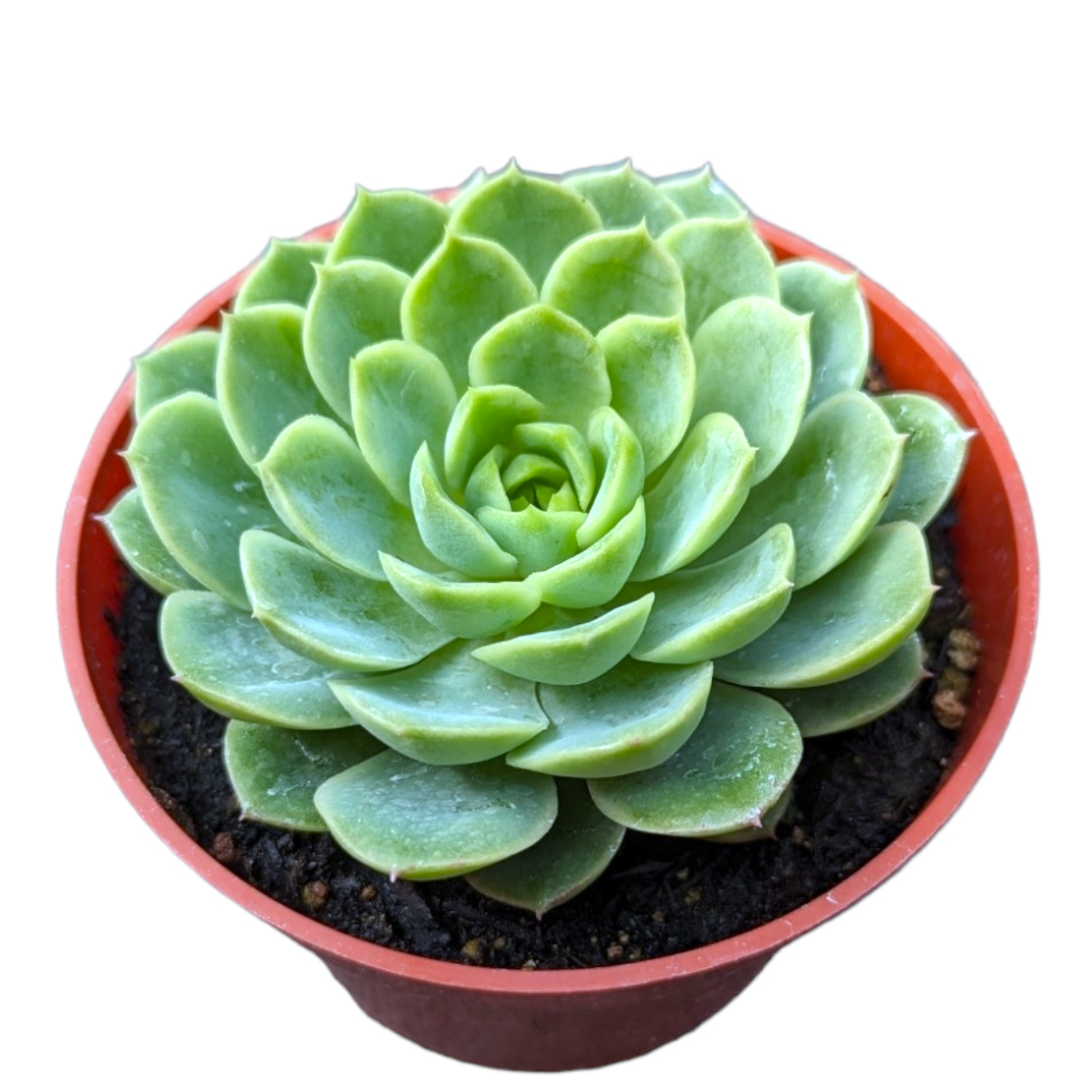 lime and chili succulent Echeveria 'Lime and Chili'