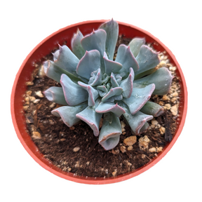 Echeveria Trumpet Pinky