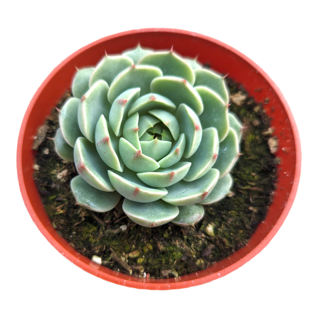 Assorted Succulent Set Shown in 4" Pots