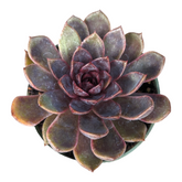 Echeveria Black Rose