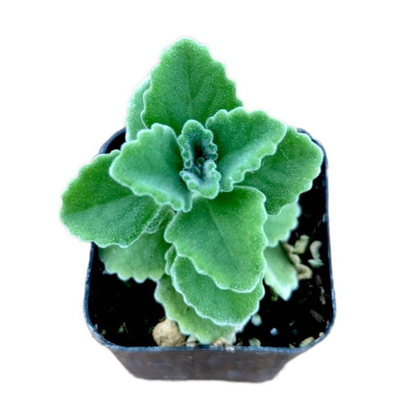 succulent oregano Plectranthus amboinicus