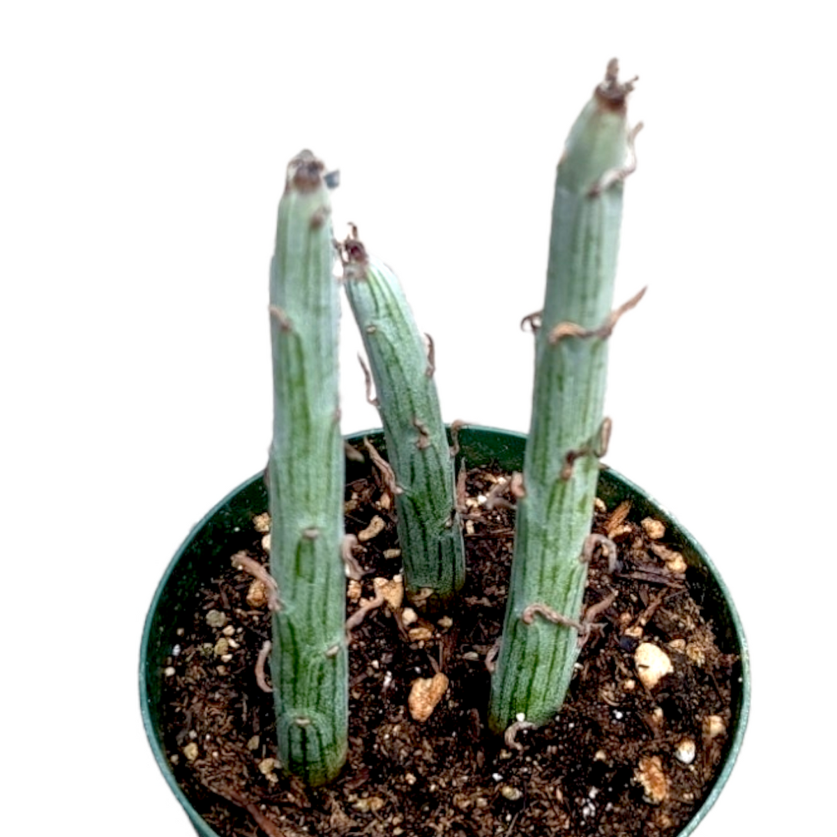 swizzle stick succulent Senecio anteuphorbium Swizzle Sticks