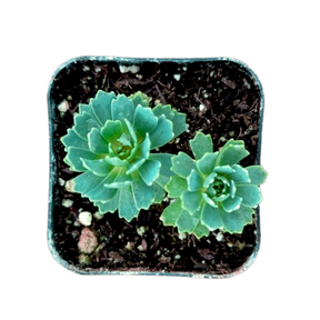 Sedum Pachyclaudos “White Diamond” - Succulents Depot