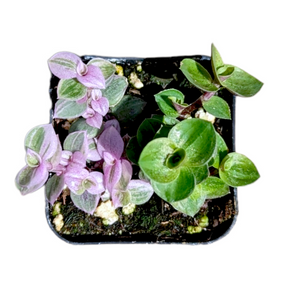 Callisia repens Miniature Wandering Dude Mix