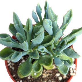 spear head succulent Senecio kleiniiformis