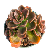 Echeveria 'Melaco'