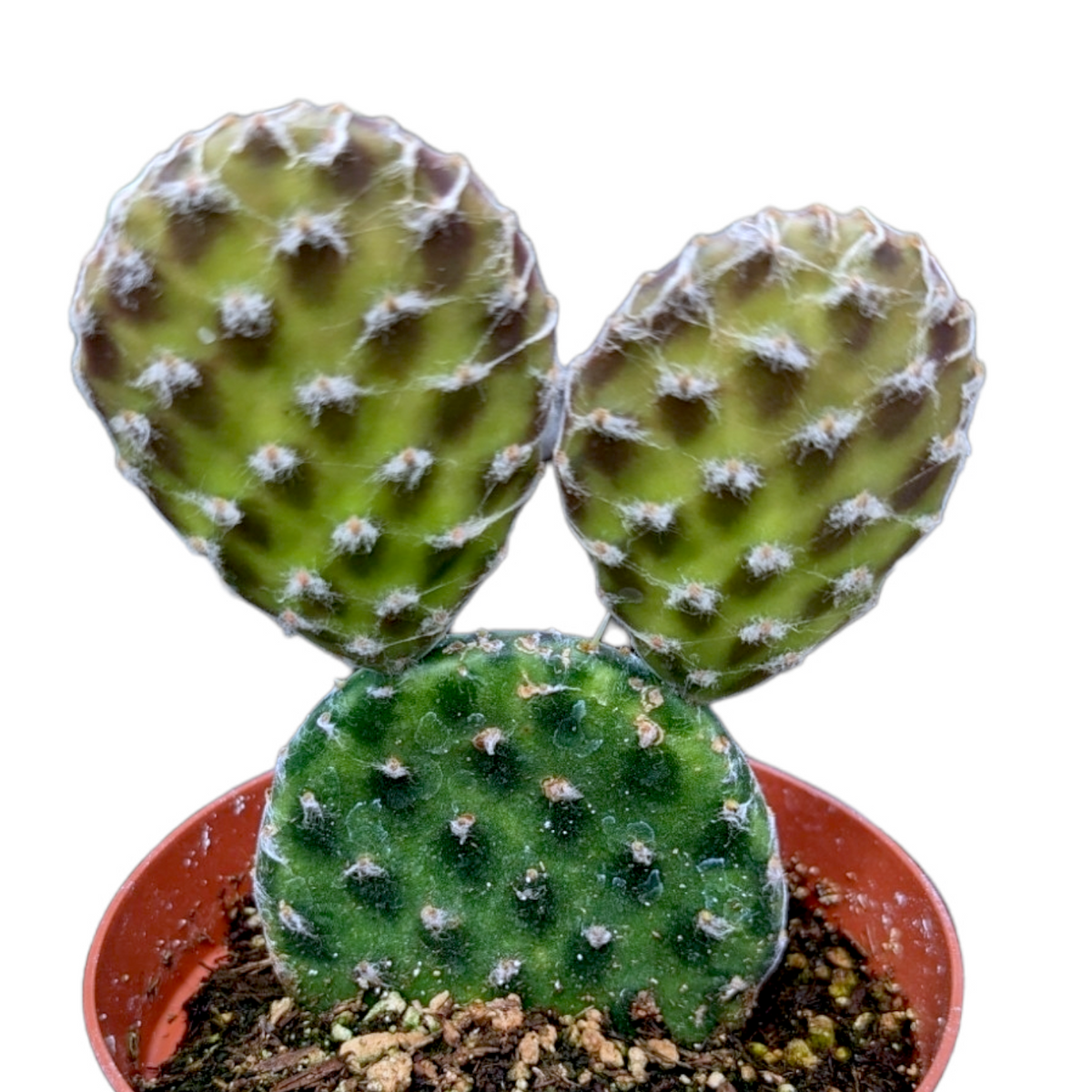 Opuntia decumbens