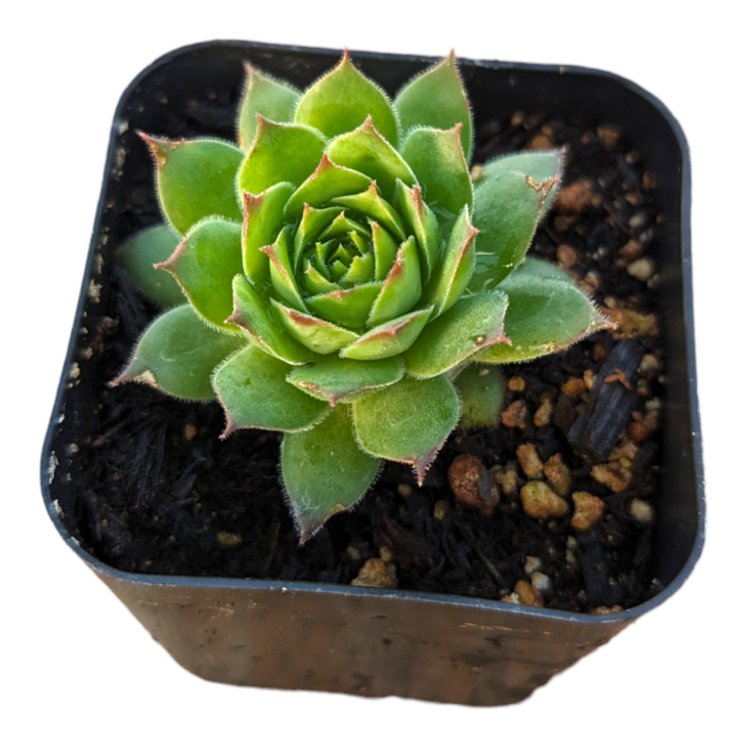 golden nugget succulent care Sempervivum Chick Charms® Gold Nugget™