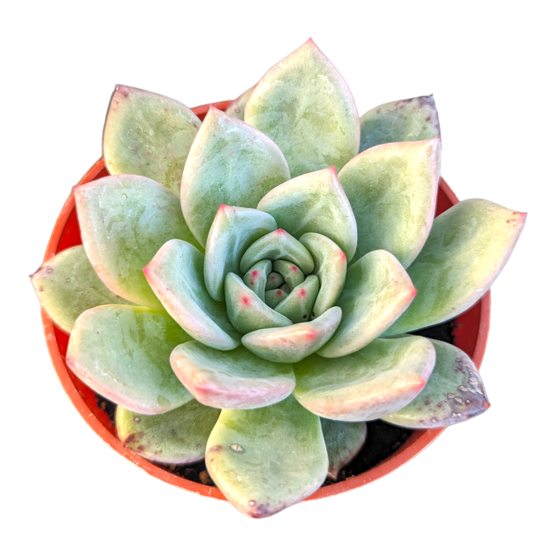 Echeveria Red Champagne