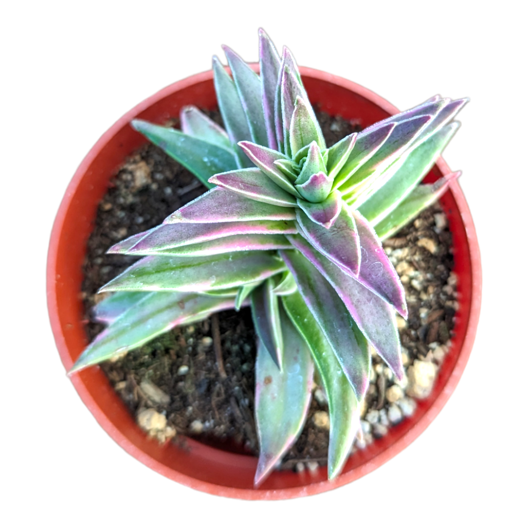 campfire succulent propagation Crassula capitella 'Campfire' Variegata