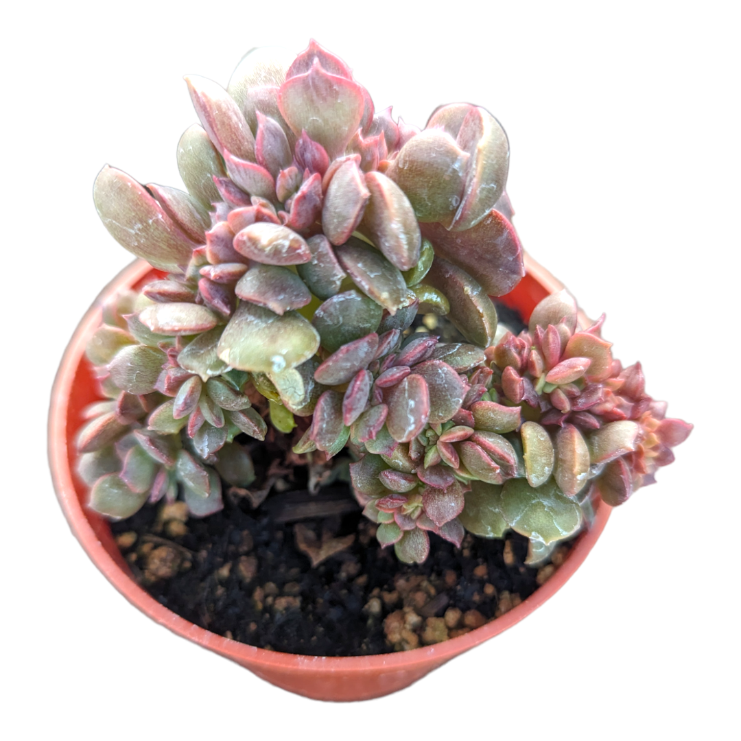 vampire red ball succulent Echeveria Vampire 'Red ball'