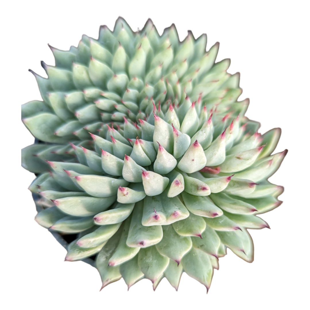 succulent var Echeveria cuspidata var. zaragozae -