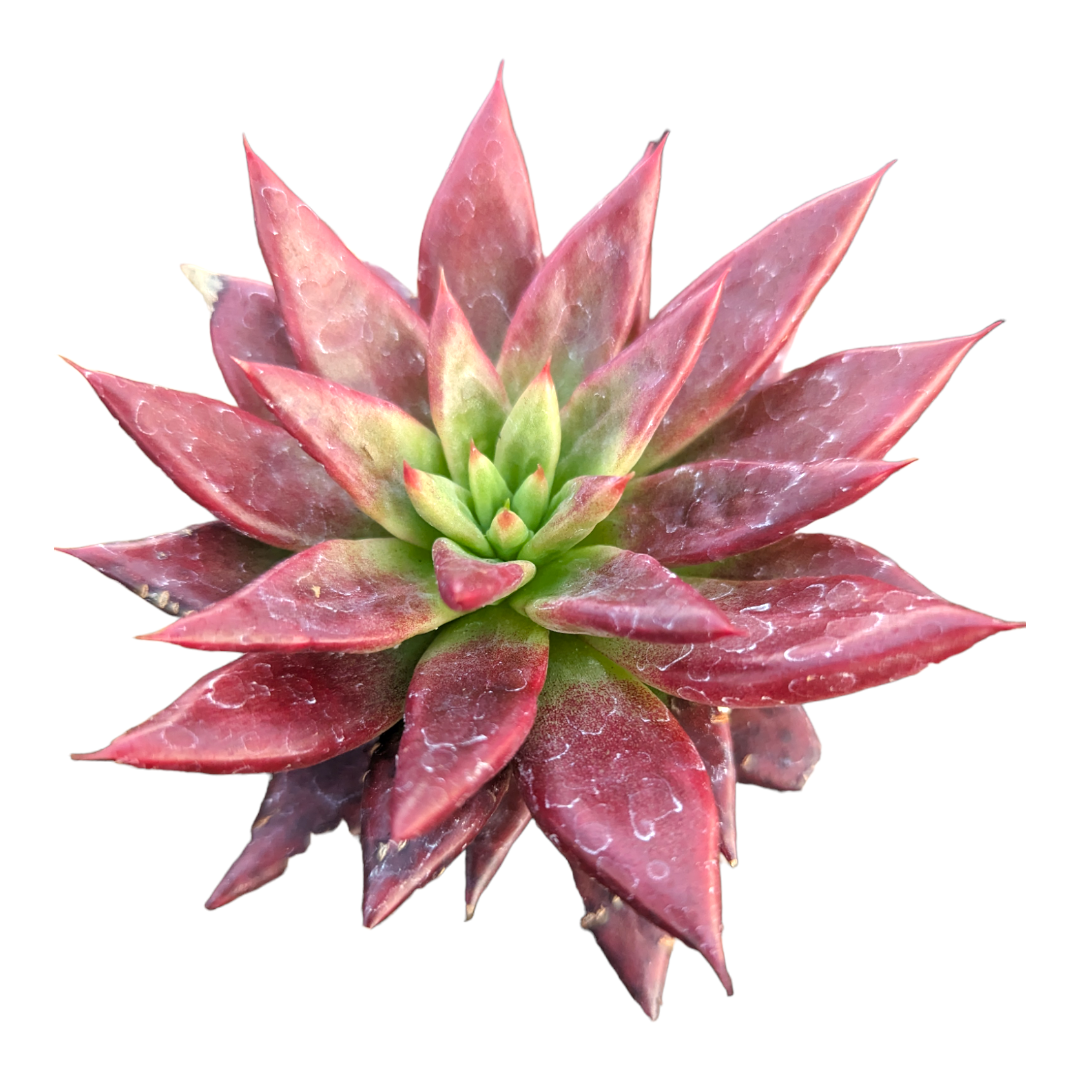 Echeveria Fire Eagle