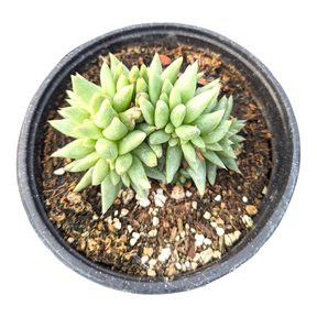 Echeveria agavoides 'White Wax'