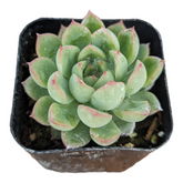 Echeveria mebina succulent with pink-tipped green leaves.
