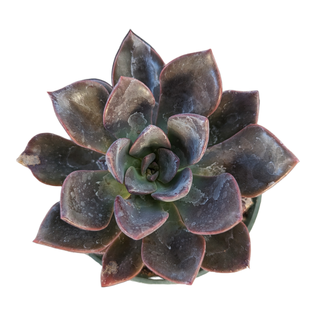 hanaikada succulent Echeveria hanaikada 2 Inch