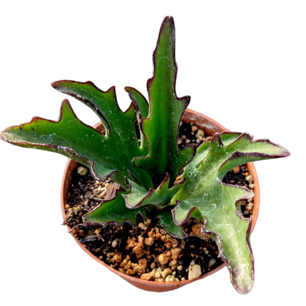 Kalanchoe synsepala var. Dissecta 'Walking Kalanchoe'