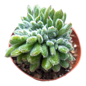 Echeveria 'Doris Taylor' Crest
