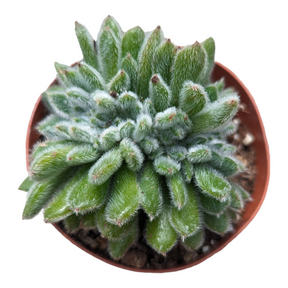 Echeveria 'Doris Taylor' Crest