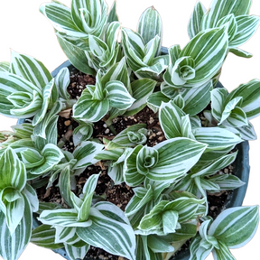 Tradescantia fluminensis 'Albovittata' Wandering Dude