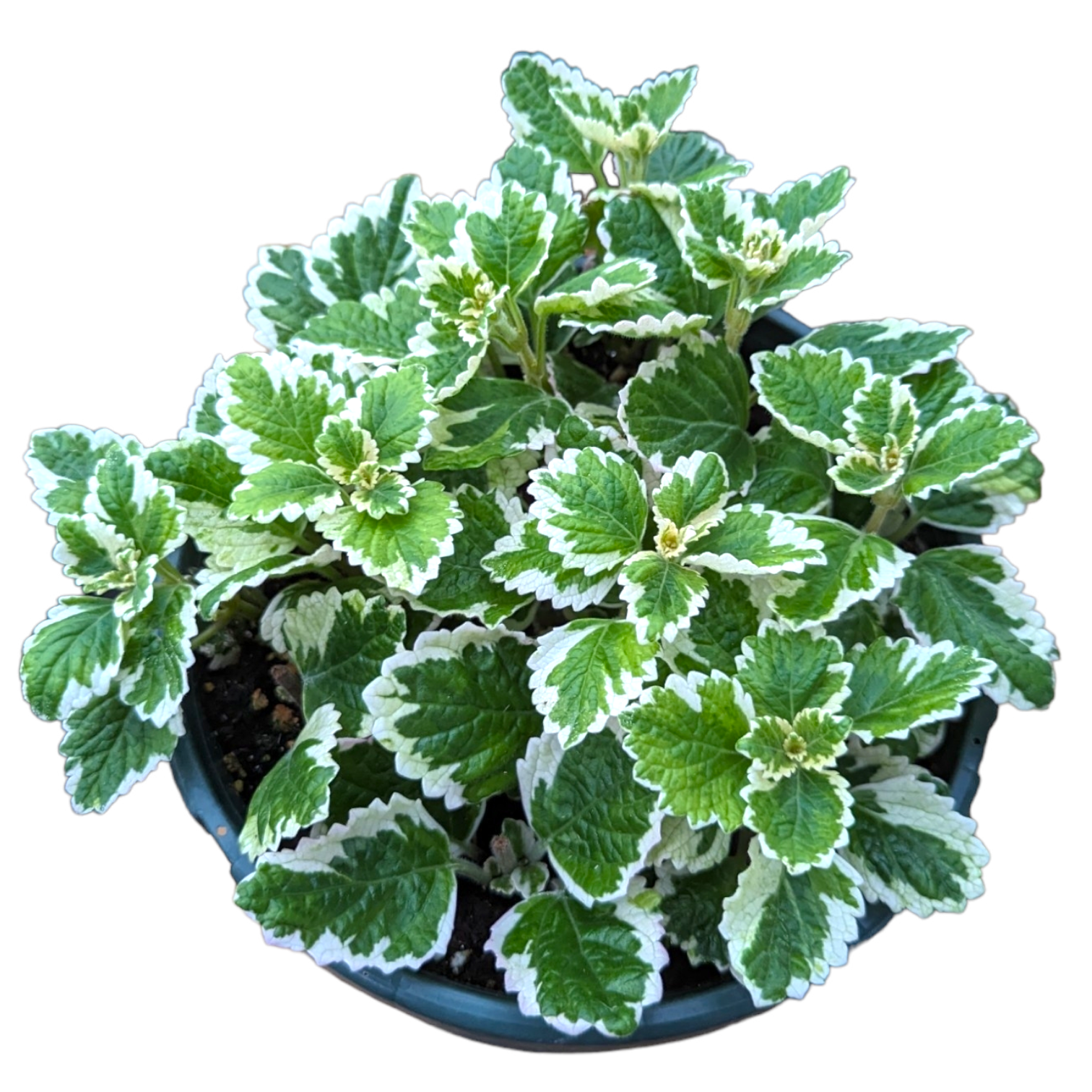 plectranthus indoor plants Plectranthus forsteri 'Marginatus' Variegated Swedish Ivy 2 Inch