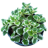 Plectranthus forsteri 'Marginatus' Variegated Swedish Ivy