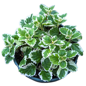 swedish ivy succulent Plectranthus forsteri 'Marginatus' Variegated Swedish Ivy 8 Inch