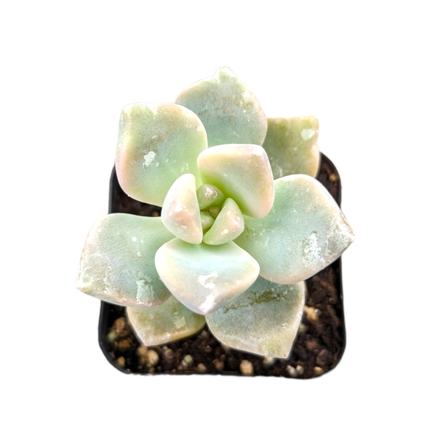variegated titubans succulent Graptoveria Titubans Variegated 2 Inch Regular / Non-Variegated