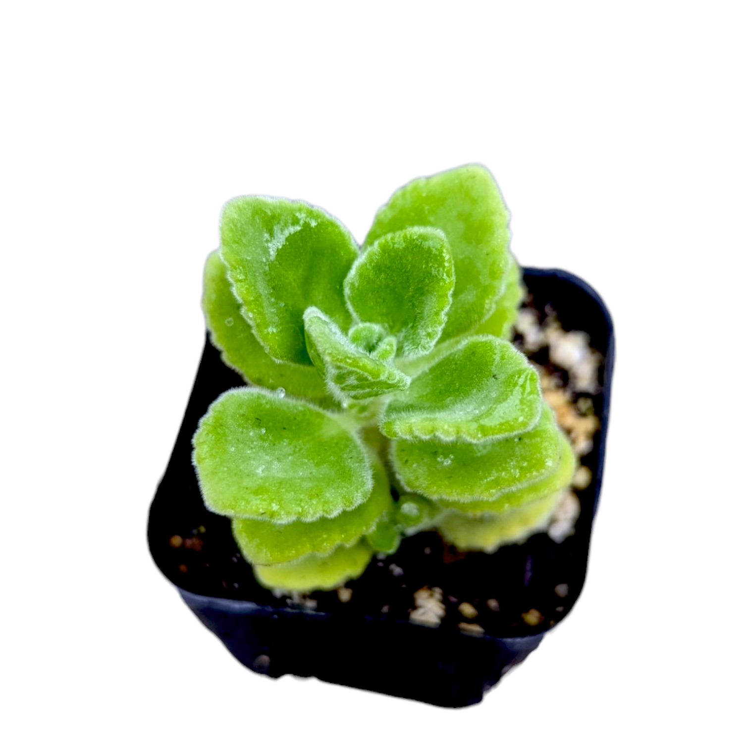 Plectranthus tomentosa - Vicks Plant - Succulents Depot