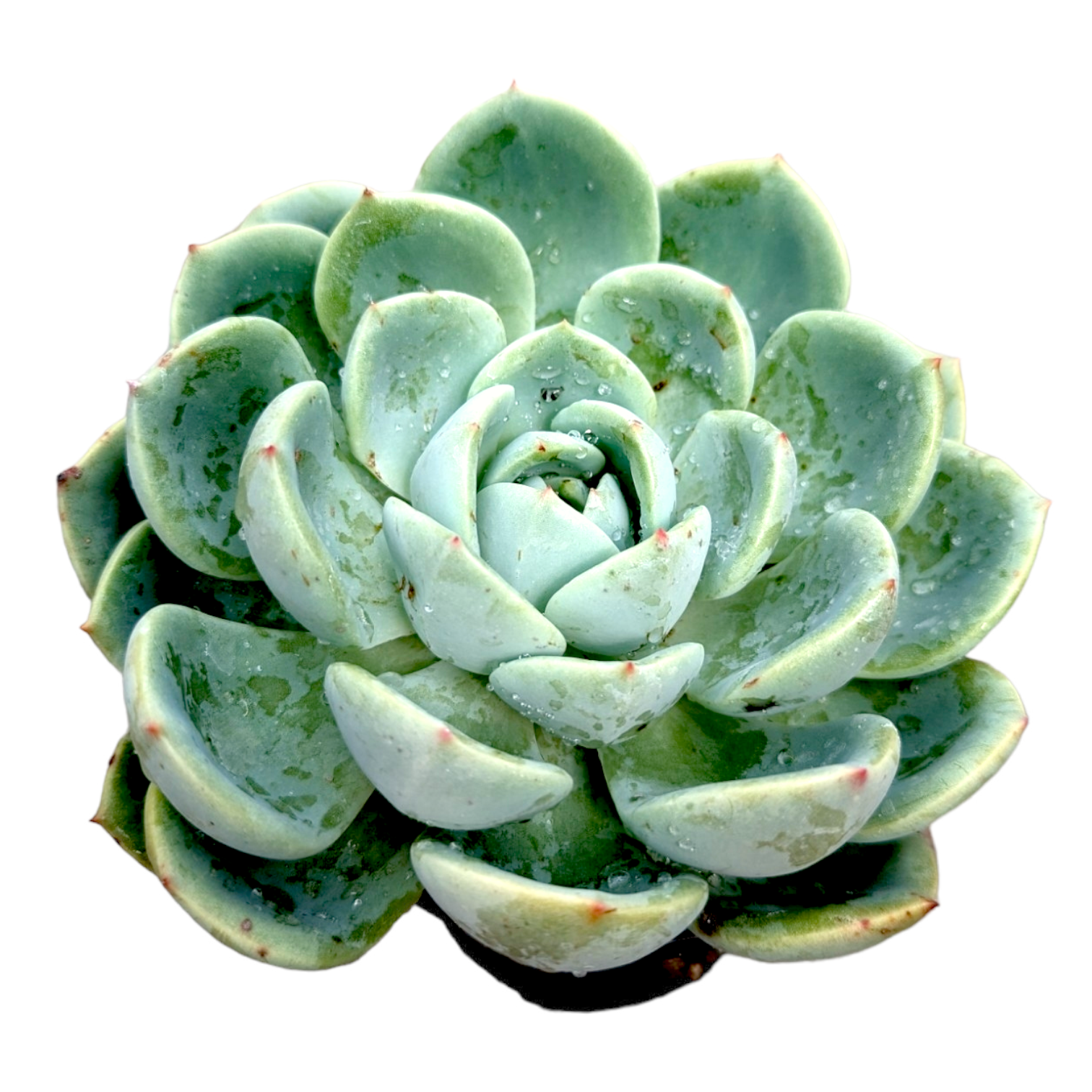 succulent salmon Echeveria Salmon