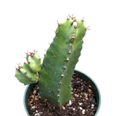 Euphorbia Resinifera Cactus
