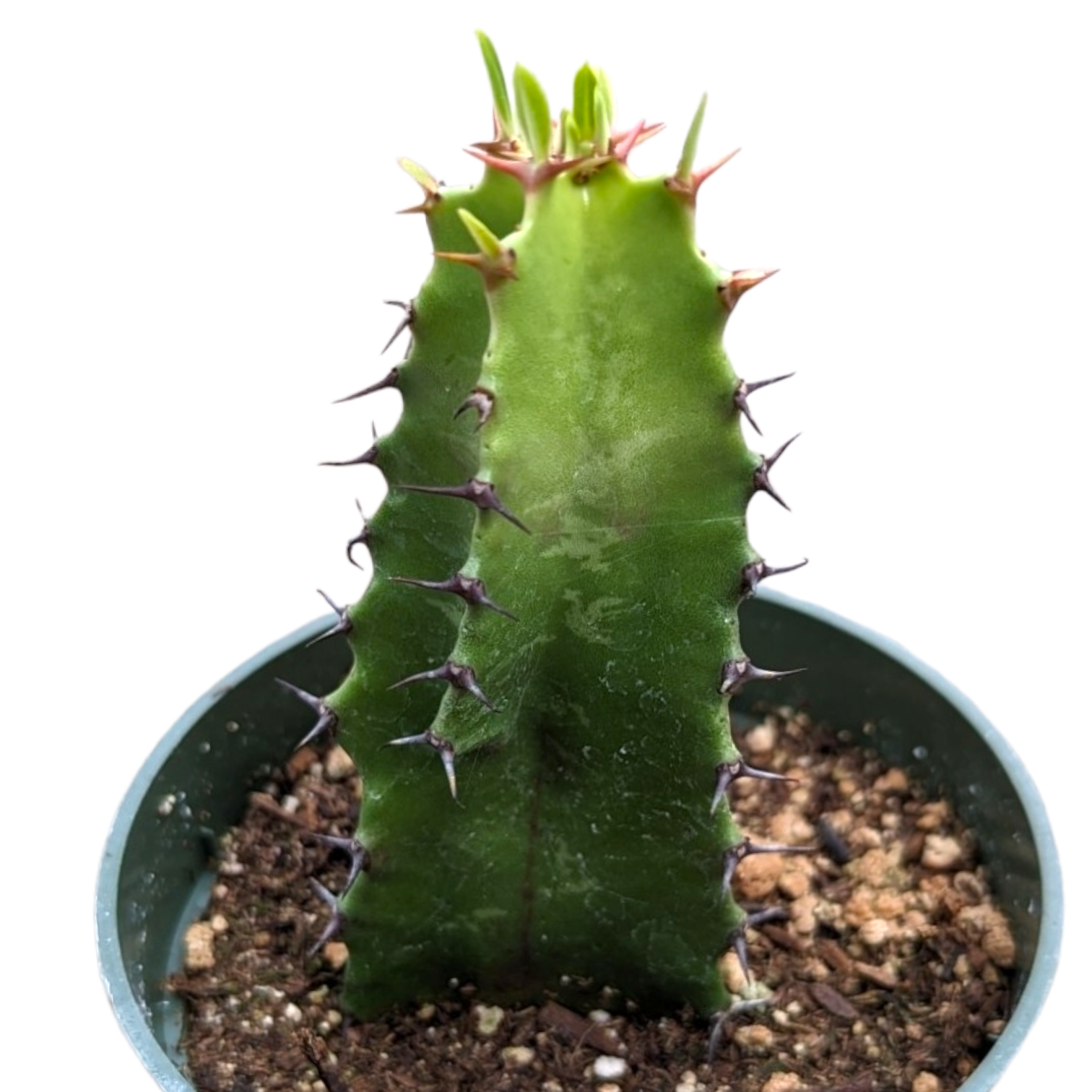 Euphorbia acrurensis 'Desert Candle'
