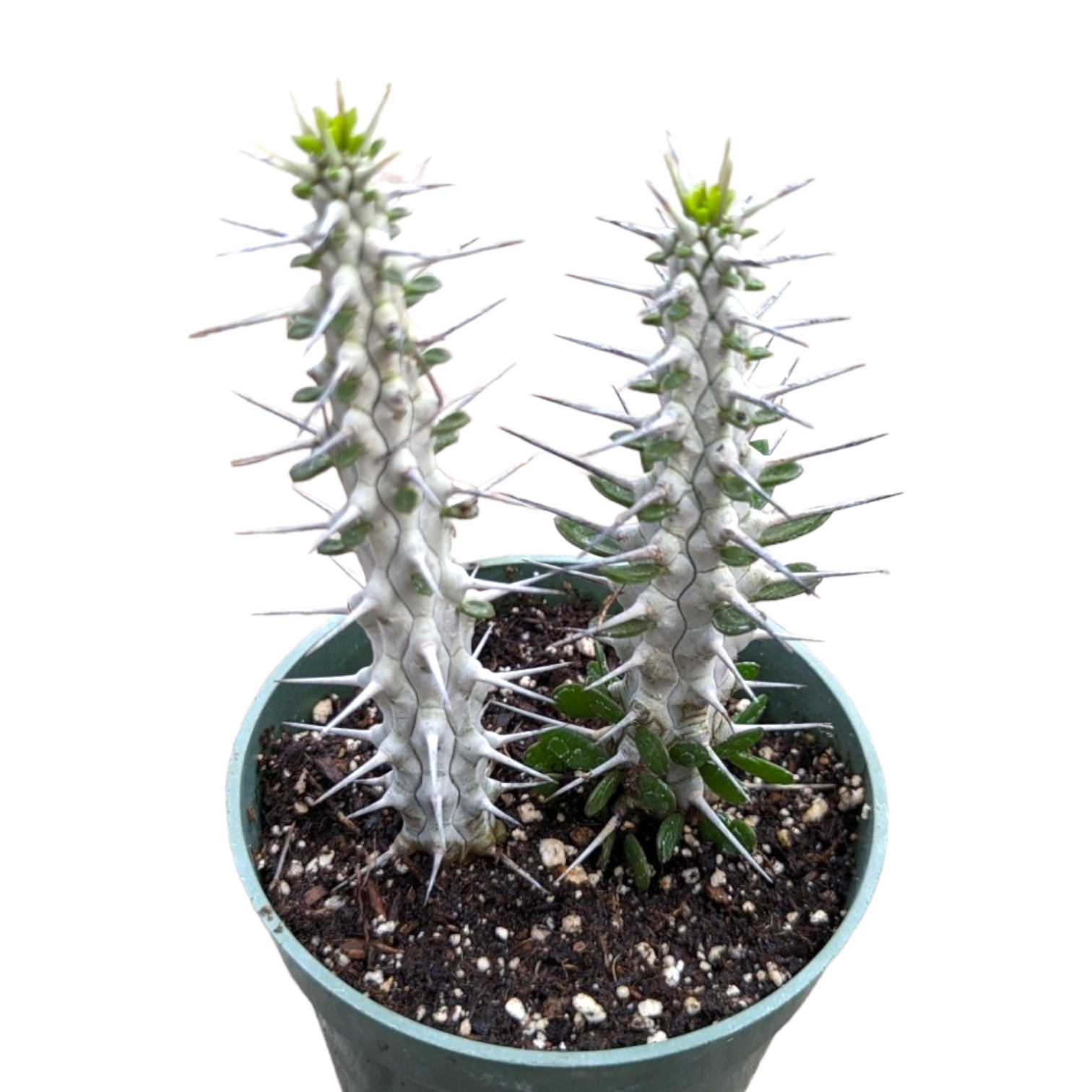 madagascar cactus and succulents Alluaudia procera 'Madagascar Ocotillo' 4 Inch #A