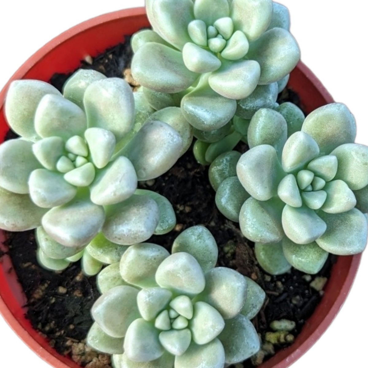 Graptoveria mendozae [Fragile]