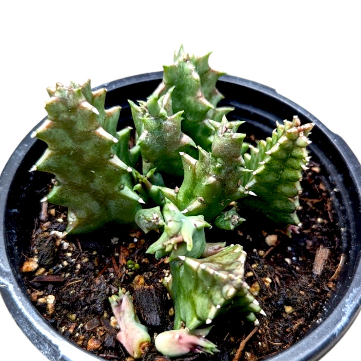 Huernia Zebrina Stapelia 'Life Saver Plant'