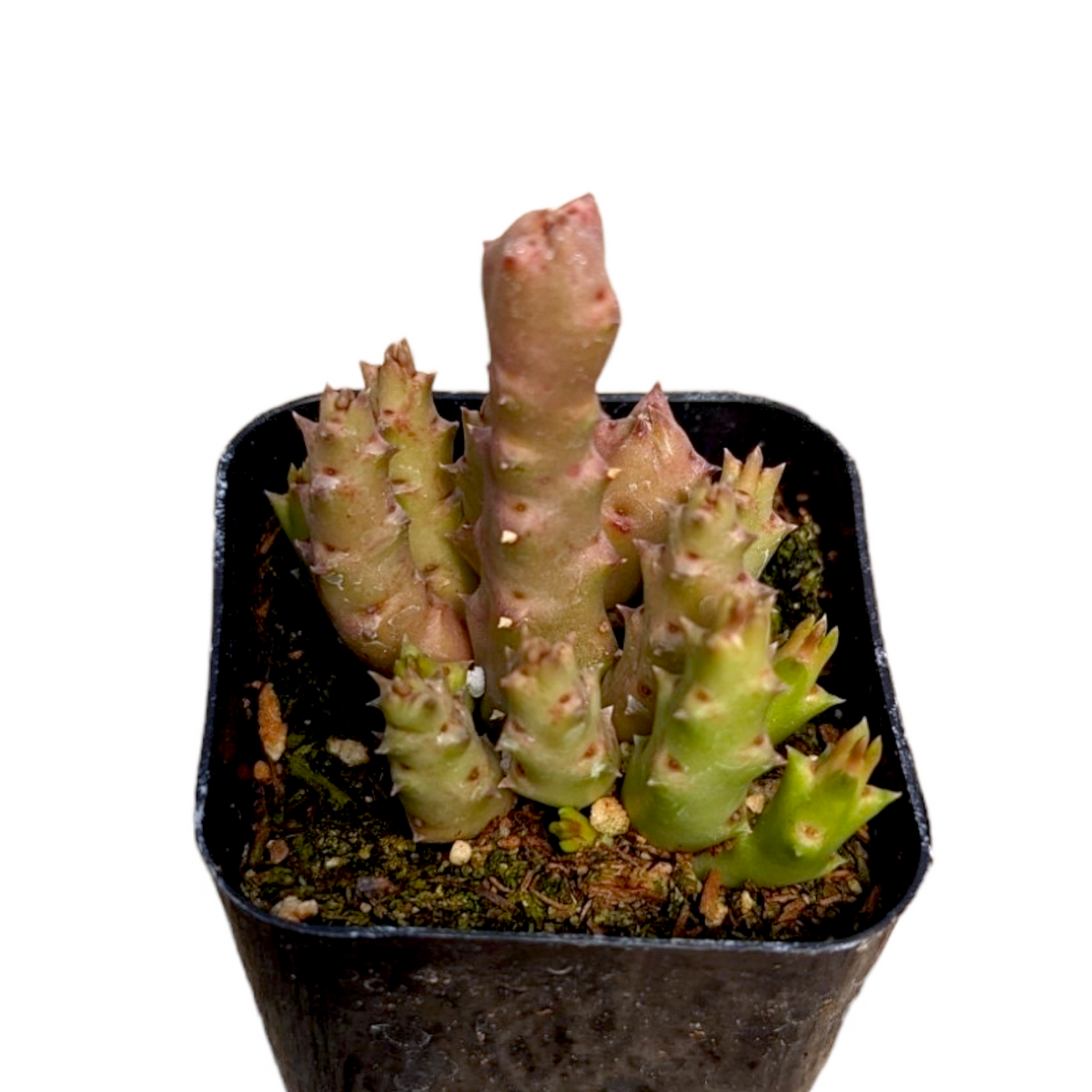Huernia Zebrina Stapelia 'Life Saver Plant'