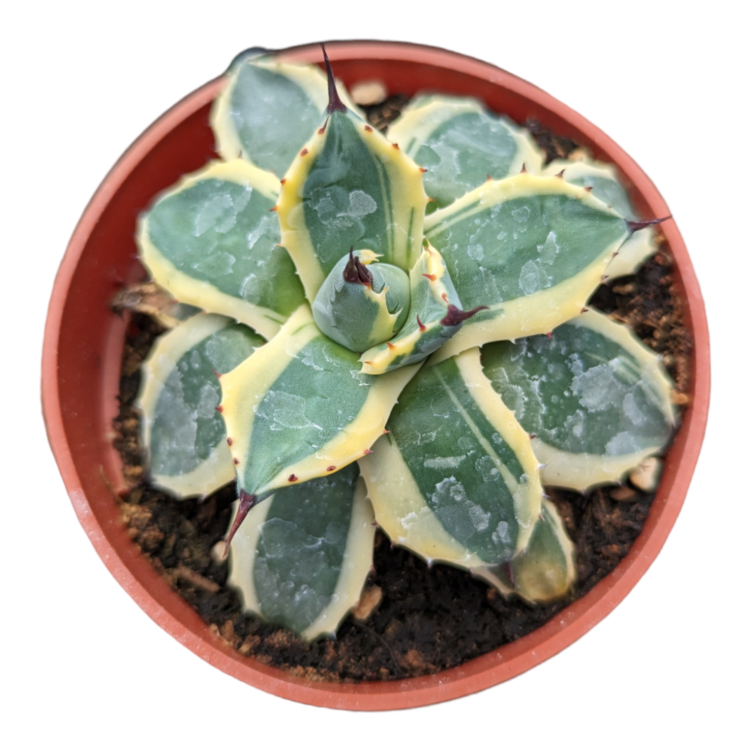 spike succulents Agave 'Cream Spike'