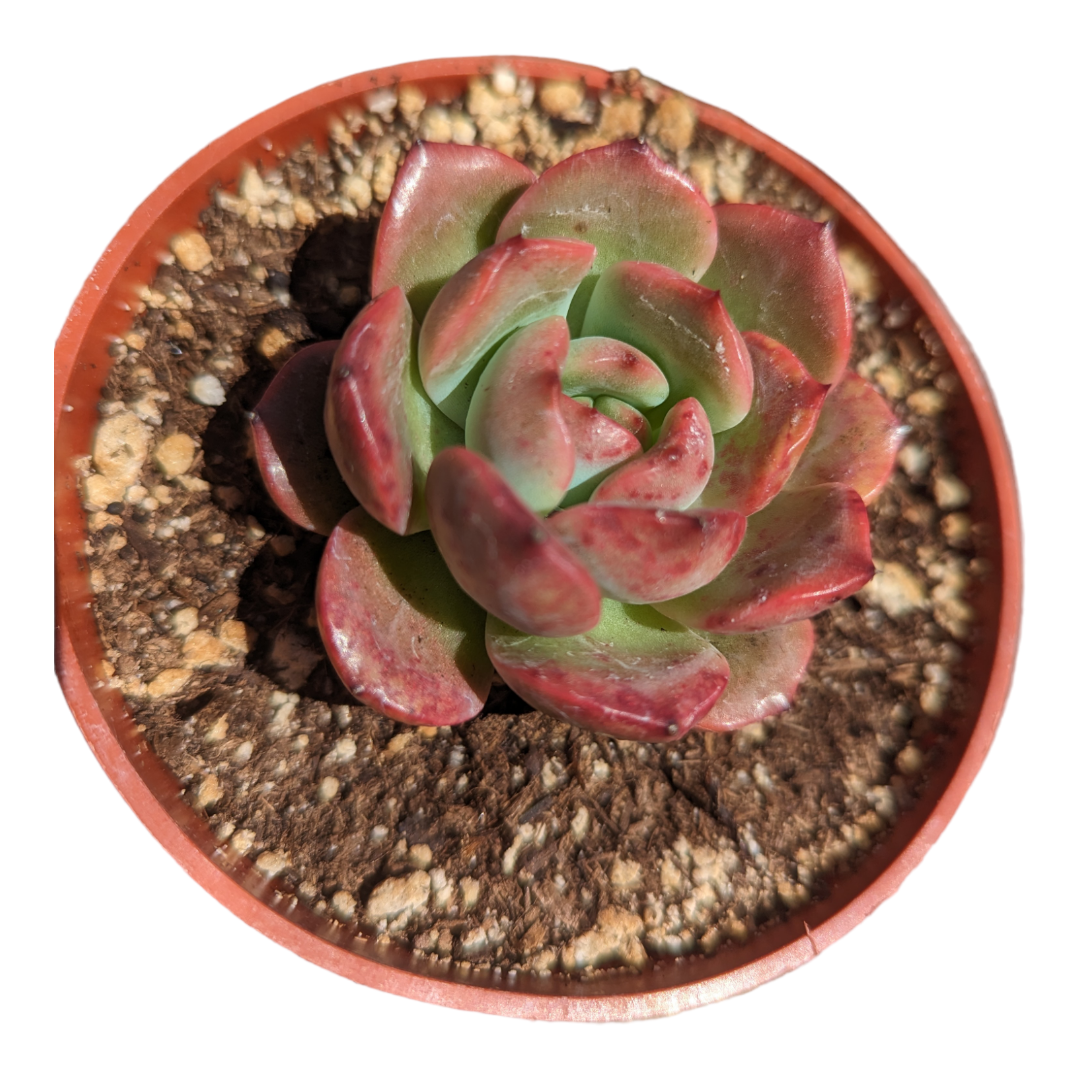 Echeveria Madonna