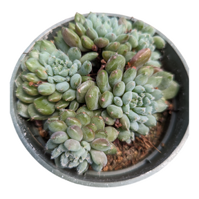 Echeveria rundelli